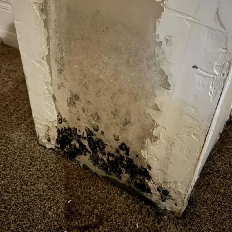 Professional Mold Removal in Los Llanos, PR